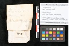Foto (Objekt + Etikett) von Pinus hampeana Unger (NHMW-GEO-2024-0188-8089)